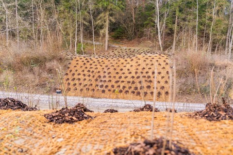 A planted hill with young plants, surrounded by forest in a quiet environment, construction of the