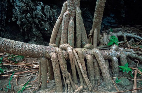 Tree root on Ko Phi Phi Le, Thailand, December 2002, vintage, retro, old, historic