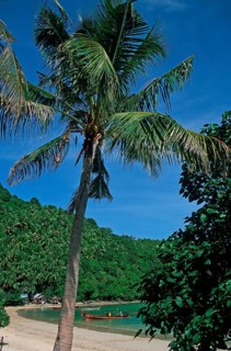 Palm tree on Ko Phi Phi Don beach, two years in front of the tsunami, Thailand, December 2002,