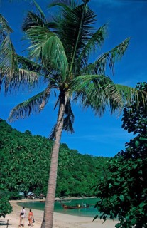 People, palm tree on the beach of Ko Phi Phi Don, two years in front of the tsunami, Thailand,
