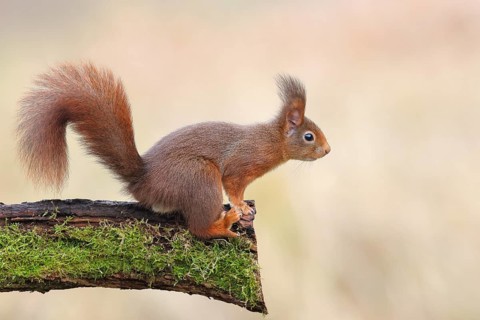 Squirrel (Sciurus vulgaris) standing on a branch overgrown with moss, dark morph, adult animal,