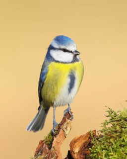 Blue tit (Parus caeruleus), direct view, Sits on an old root, Animals, Birds, Tits, Siegerland,