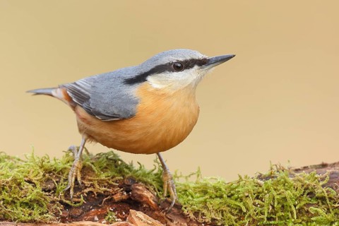 Nuthatch (Sitta europaea) on a moss-covered root, wildlife, nature photography, Neunkirchen,