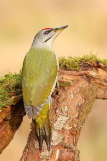 Grey-headed Woodpecker (Picus canus), Grasspecker or Pileated Woodpecker, male sitting on a