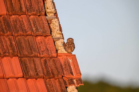 Little owl (Athene noctua) adult adult bird resting on an old tiled roof, surrounded by nature and