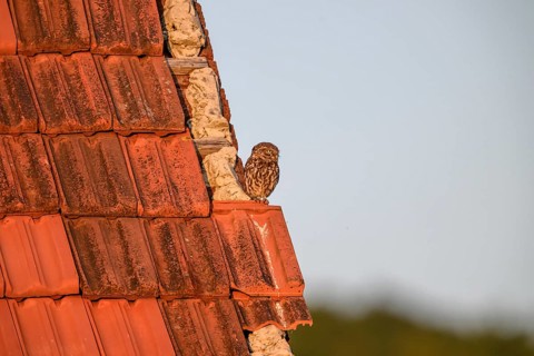 Little owl (Athene noctua) adult adult bird sitting on the edge of a tiled roof of a building and