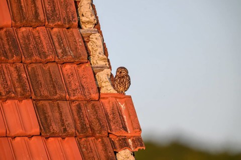 Little owl (Athene noctua) adult adult bird resting on an old tiled roof, surrounded by nature and