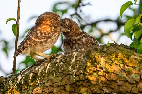 Two little owls (Athene noctua) juvenile branchlings on a tree trunk in an intimate gesture. The