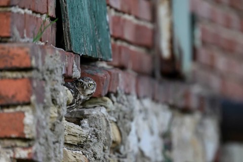 Little owl (Athene noctua) Alt-bird owl looking out of a weathered building, surrounded by old