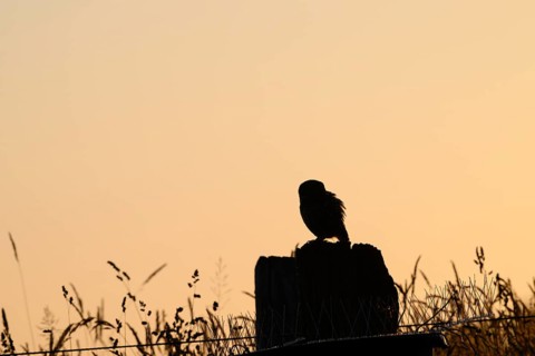 A tranquil bird silhouette stonecrop (Athene noctua) at sunset on a post with grass, owl in shadow
