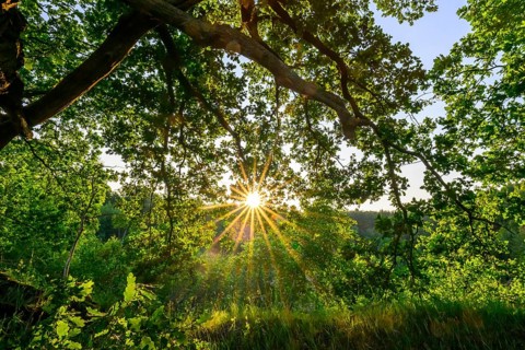 Sunlight shines through the branches of an oak (Quercus robur) in a green forest, Damme,