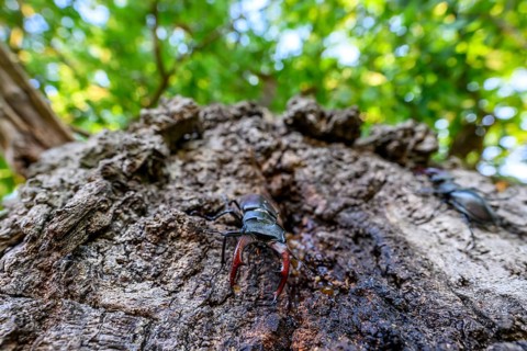 Stag beetle (Lucanus cervus) on an oak tree, Damme, Oldenburger Münsterland, Lower Saxony, Germany