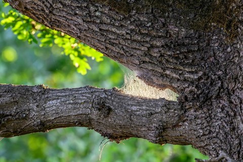 Webs of the oak processionary moth (Thaumetopoea processionea) glow in the sunlight between tree