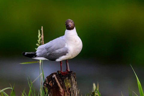 Black-headed gull (Larus ridibundus) standing on a tree stump in green surroundingsHüde, Lower