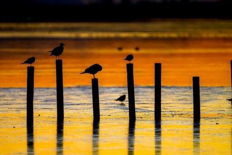 Silhouettes of LAk gulls (Larus ridibundus) on posts in golden sunset colours, Lake Dümmer,