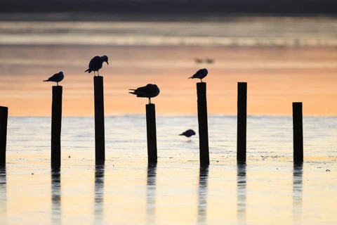 Black-headed gulls (Larus ridibundus) Birds on posts in the water at sunset, soft light, calm