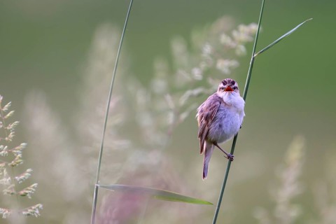 Reed warbler (Acrocephalus schoenobaenus) sitting on a reed in a natural environment,
