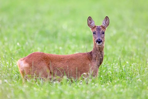 A roe deer (Capreolus capreolus) stands attentively in the tall green grass and looks directly into