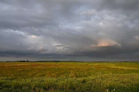 Wet meadow with flowering rattle pot (Rhinanthus spec.) in warm light under a partly dramatically