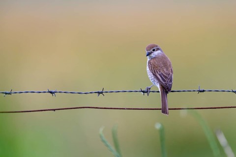 Female Red-backed Shrike (Lanius collurio) sitting on a barbed wire with blurred background,