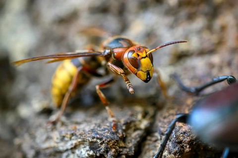 Close-up of a hornet (Vespa crabro) on tree bark, natural colours, Damme, Oldenburger Münsterland,