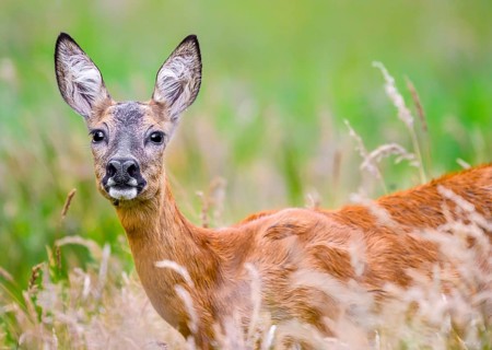 A doe roe deer (Capreolus capreolus) standing in tall grass in a summer meadow, Lehmden, Steinfeld,
