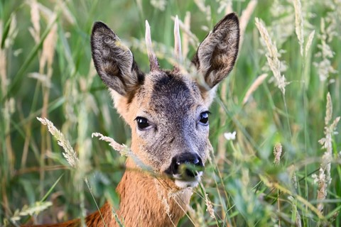 A roebuck (Capreolus capreolus), a young roebuck looking out from between the tall grasses,