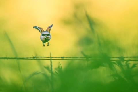 A Red-backed Shrike (Lanius collurio) flies over a fence overgrown with grasses in bright green and