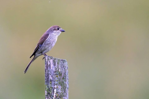 Female Red-backed Shrike (Lanius collurio) sitting on a fence post with blurred background,