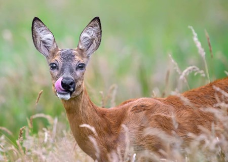 A roe deer (Capreolus capreolus) licks its lips in the middle of a green meadowLehmden, Steinfeld,