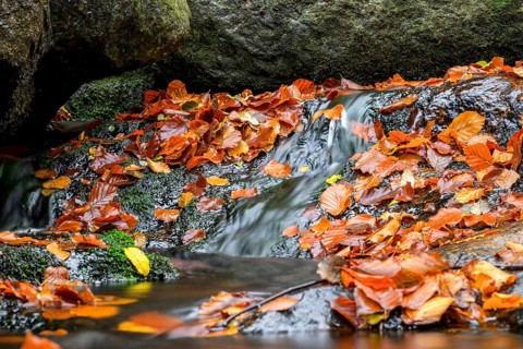 River Bode flows over smooth-cut rocks with colorful autumn leaves, autumn colors in the Bodetal