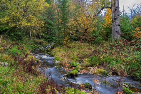 The river Bode near Königskrug, Harz National Park, Braunlage, Lower Saxony, Germany
