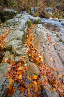 River Bode flows over smooth-cut rocks with autumn colors, autumn colors in the Bodetal nature