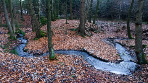 The Zwickenbach meanders through forest in winter, Zwickenbach Valley, Bakum, Melle, Lower Saxony,