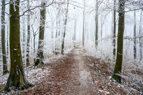A winter forest trail with fog and frost on the trees, which creates a quiet and mystical