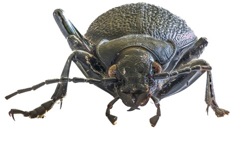 Macro photograph of a black leatherback beetle (Carabus coriaceus) with detailed structures on a