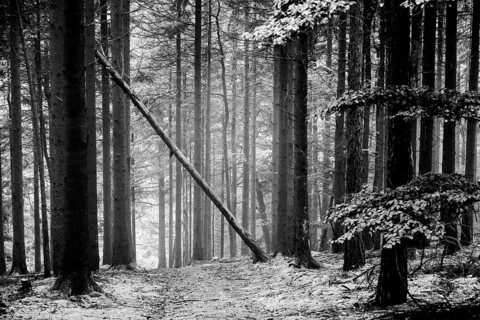 Mystical black and white forest coniferous forest with a leaning tree standing diagonally across a