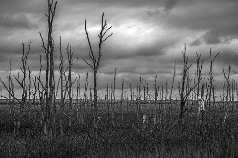 Dead trees, black and white photo, Osterwald, Zingst, Fischland-Darß-Zingst, Western Pomerania