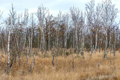 Moor landscape in the Osterwald forest with bog birch trees (Betula pubescens), Zingst,