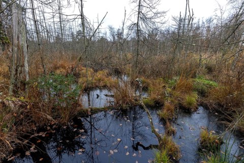 Moorland with dead trees in Osterwald, Zingst, Fischland-Darß-Zingst, Western Pomerania Lagoon Area