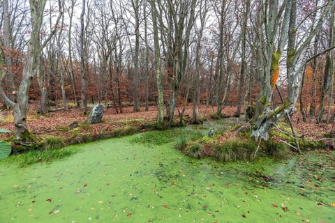 Moorland with trees, foreground stream with duckweed (Lemna), Osterwald, Zingst,