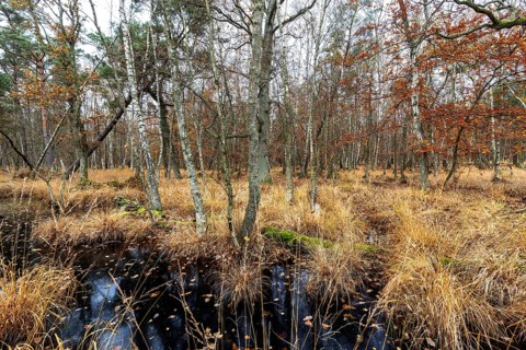 Moorland with trees in Osterwald, Zingst, Fischland-Darß-Zingst, Western Pomerania Lagoon Area