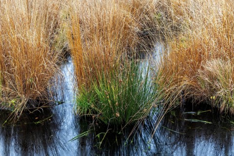Gradbüschel in moor landscape in Osterwald, Zingst, Fischland-Darß-Zingst, Western Pomerania Lagoon