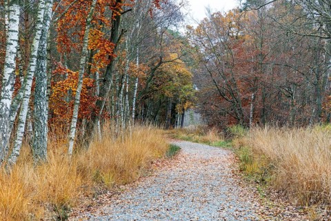Path through moor landscape with trees in Osterwald, Zingst, Fischland-Darß-Zingst, Western