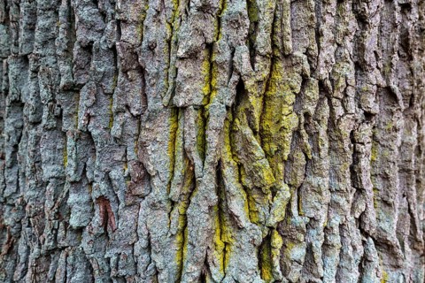 Heavily furrowed tree bark, Osterwald, Zingst, Fischland-Darß-Zingst, Western Pomerania Lagoon Area