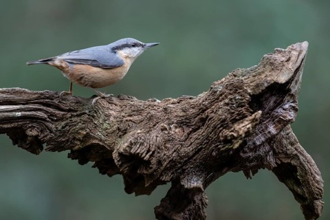 Nuthatch (Sitta europaea), Emsland, Lower Saxony, Germany