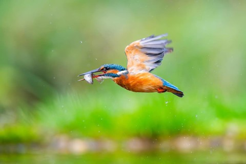 Common kingfisher (Alcedo atthis) flying out of the water with a fresh cought fish in his beak in