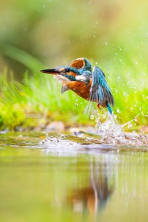 Common kingfisher (Alcedo atthis) flying out of the water after a unsuccessful hunt in late summer,