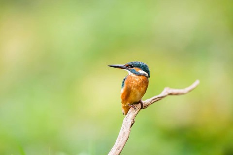 Common kingfisher (Alcedo atthis) sitting on an old wooden branch in late summer, wildife, Bavaria,