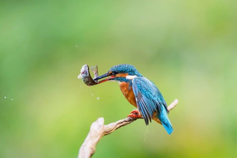 Common kingfisher (Alcedo atthis) sitting on an old wooden branch eating his fresh cought fish in